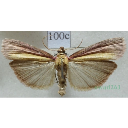 Oncocera semirubella (Scopoli, 1763) Czech100c